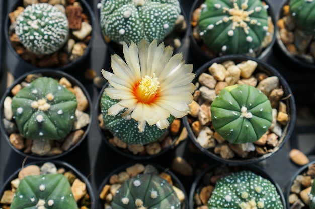 Vue de dessus de cactus