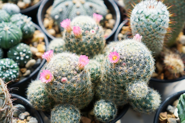 Vue de dessus de cactus