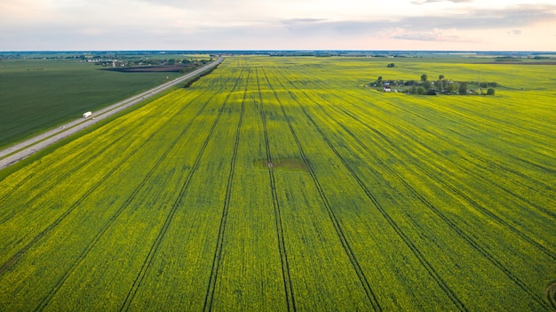 Vue de dessus d'un champ de colza jaune après la pluie en Biélorussie, une zone agricole. Le concept de développement du secteur agricole.