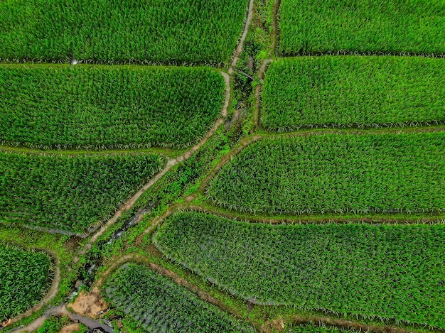 Vue de dessus Champ de riz en terrasses en récolte