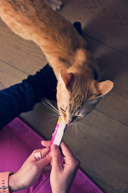 Vue de dessus d'un chat mignon orange mangeant des collations liquides des mains du propriétaire