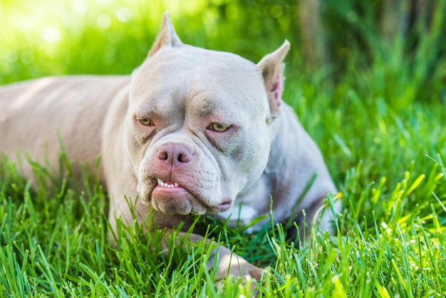 Vue de dessus de chien bully américain de couleur lilas à l'extérieur