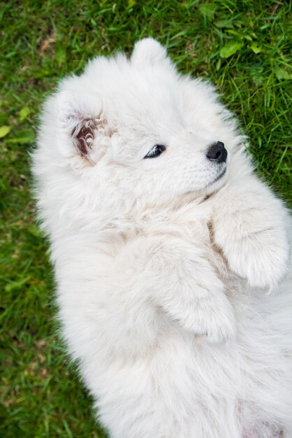 Vue de dessus de chien chiot Samoyède sur l'herbe verte