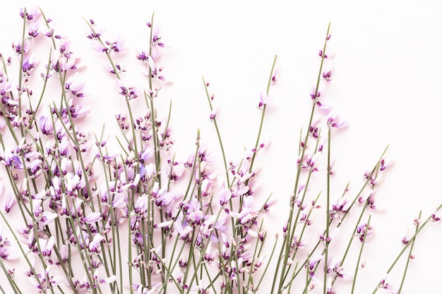 Vue de dessus de composition de fleurs