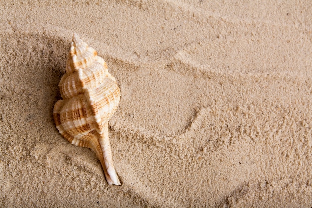 Vue de dessus coquillage dans le sable