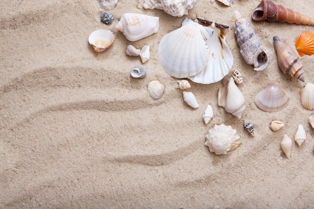 Vue de dessus des coquillages dans le sable