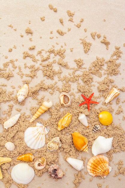 Vue de dessus des coquillages avec du sable