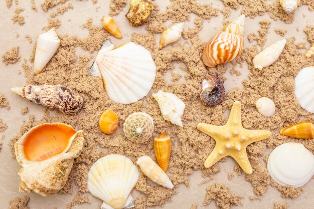 Photo vue de dessus des coquillages avec du sable