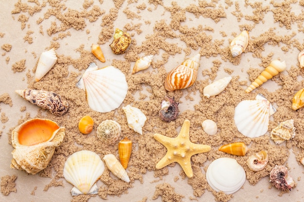 Vue de dessus des coquillages avec du sable