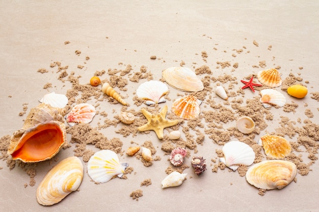 Vue de dessus des coquillages avec du sable