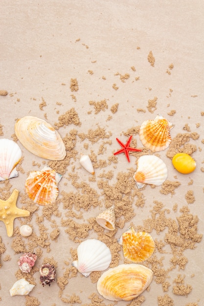 Vue de dessus des coquillages avec du sable