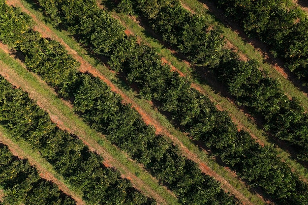 Vue de dessus des couloirs de plantation d'orangers