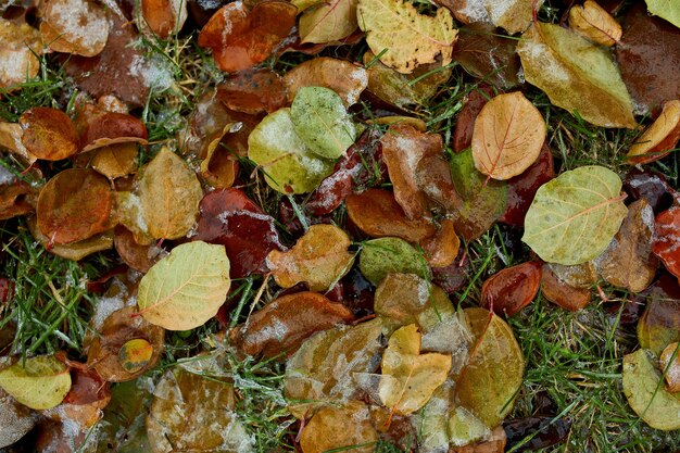 Vue de dessus des cristaux de glace sur les feuilles d'automne tombées se bouchent, fond Nature