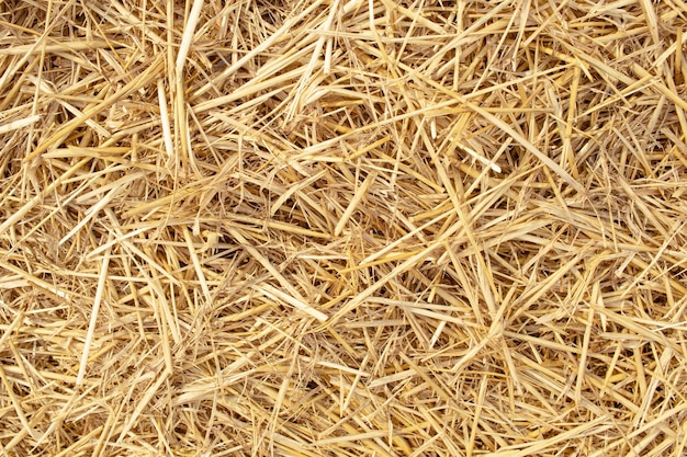Vue de dessus des cultures de céréales de blé biseauté de fond de texture de paille sèche de blé