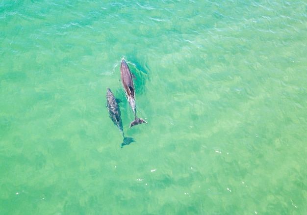 Vue de dessus des dauphins de la mer Noire. Anapa 2020