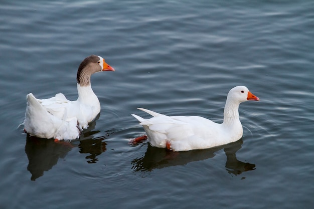 Vue de dessus de deux canards blancs nageant sur un étang.