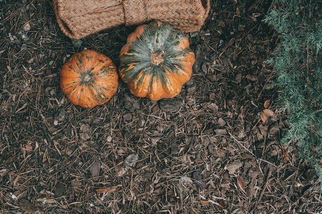 Une vue de dessus de deux citrouilles sur un sol forestier avec un panier