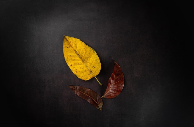 Vue de dessus de différentes feuilles sèches colorées