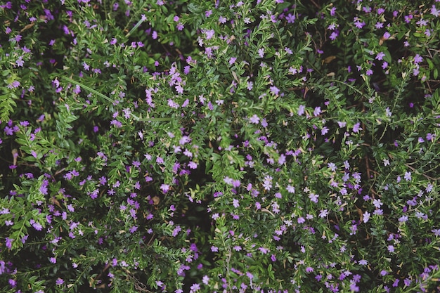 Vue de dessus du bouquet de mignonnes petites fleurs pourpres avec de petites feuilles