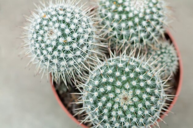 Vue de dessus du cactus en pot en forme de boule. Golden Barrel cactus ou plante Echinocactus grusonii