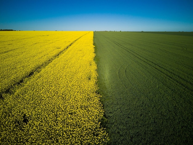 Vue de dessus du champ avec du colza et du champ avec de l'herbe contre le ciel bleu