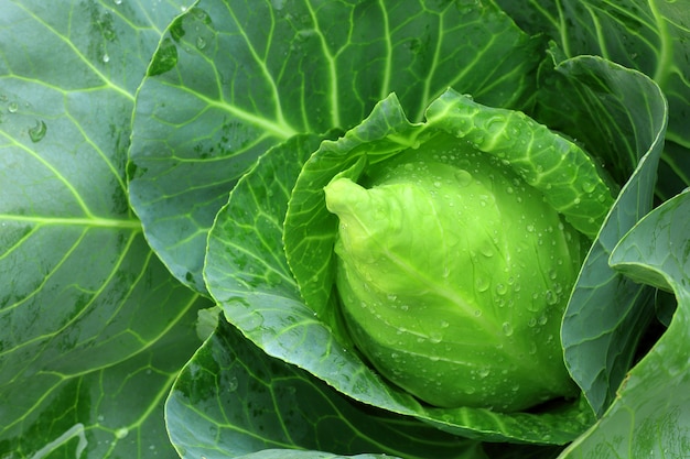 Vue de dessus du chou bio frais qui poussent dans le potager.