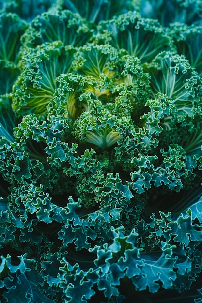 Vue de dessus du chou décoratif vert ressemblant à une grande fleur surnaturelle