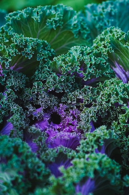 Vue de dessus du chou décoratif violet-vert ressemblant à une grande fleur sculptée