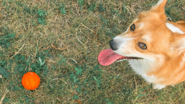 Vue de dessus du corgi ludique regardant la caméra sur fond de pelouse