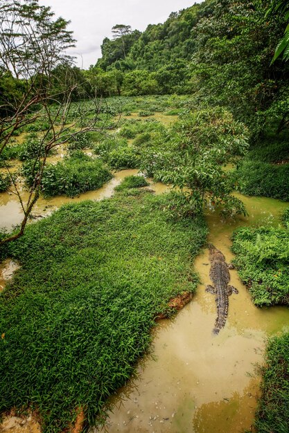 Photo vue de dessus du crocodile dans les zones humides sauvages