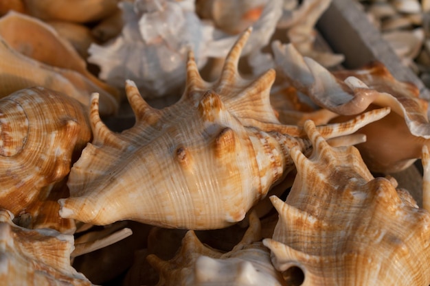 Vue de dessus du fond de coquillage brun