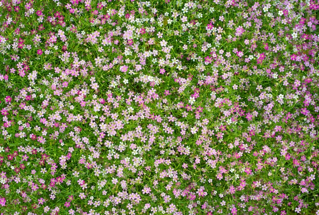 Vue de dessus du fond de fleurs whtie rose.