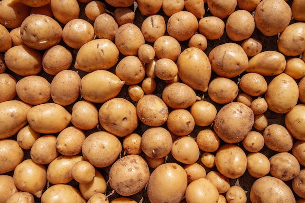 Vue de dessus du fond de jeunes pommes de terre biologiques fraîches. Fermer