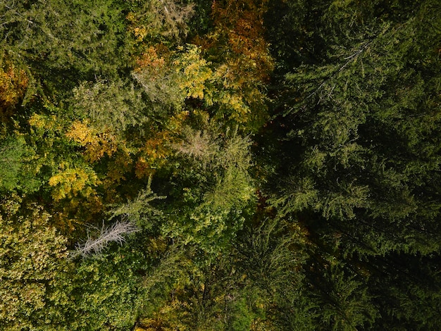 Vue de dessus du magnifique fond de forêt automnale d'arbres colorés dans les bois