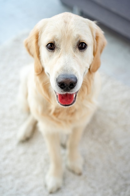 Vue de dessus du mignon golden retriever assis sur un sol clair