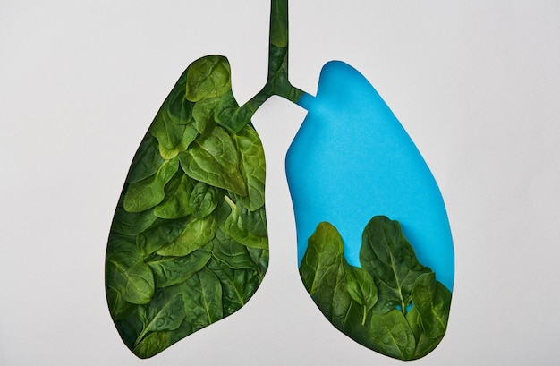 Vue de dessus du modèle de poumons bleus avec des feuilles isolées sur blanc