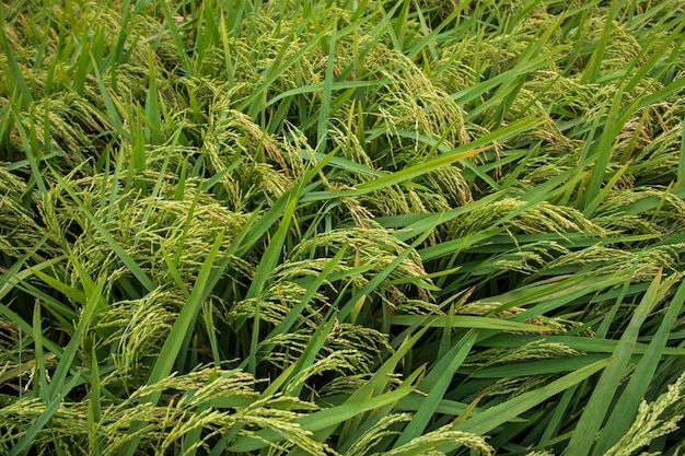 Vue de dessus du paysage agricole des rizières à grains au bangladesh