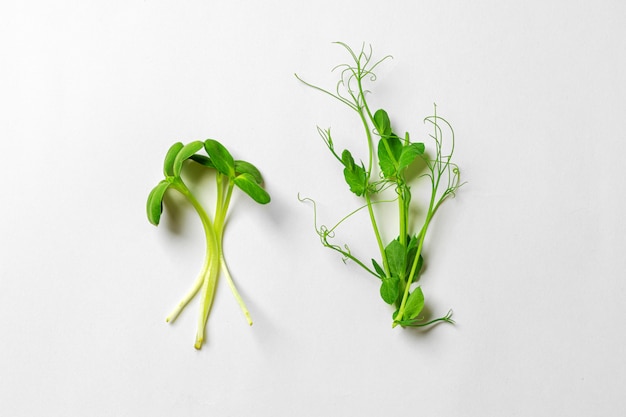 Vue de dessus du petit bouquet de micro-verts sur fond de papier