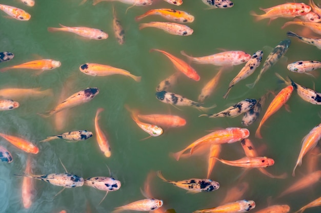 Vue de dessus du poisson tilapia du Nil à la ferme en attente de nourriture dans un étang d'aquaculture à l'heure du repas