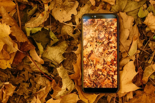 Photo vue de dessus du smartphone avec feuillage d'automne à l'écran fond de feuilles fanées espace de copie