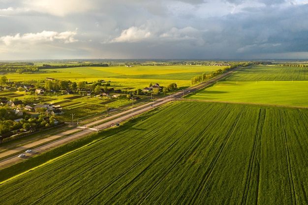 Vue de dessus du vert semé en Biélorussie.Agriculture en Biélorussie.Texture.