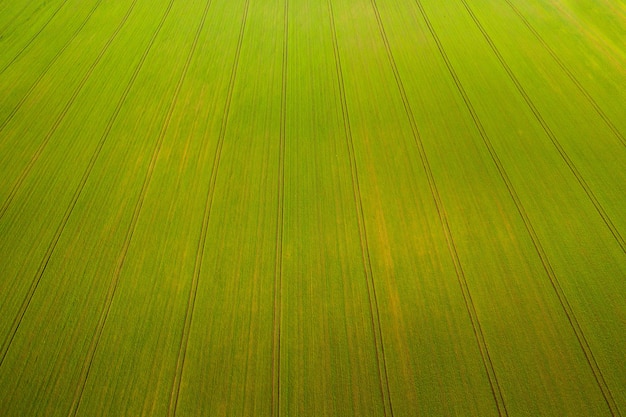 Vue de dessus du vert semé en Biélorussie.Agriculture en Biélorussie.Texture.