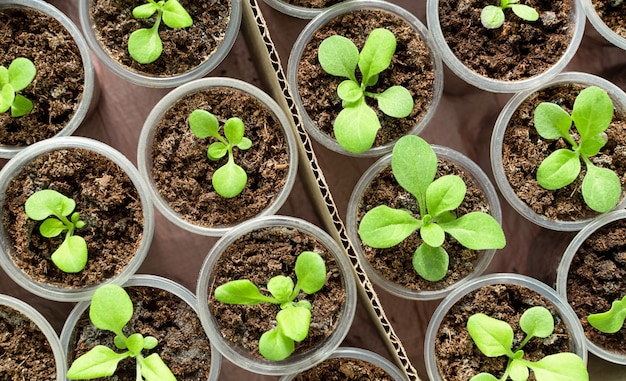 Vue de dessus de l'ensemble de jeunes plants de fleurs dans de petits pots en plastique