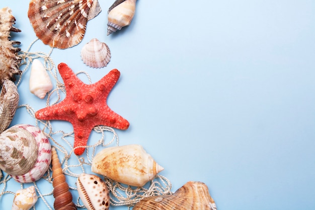 Vue de dessus d'une étoile de mer, coquillages sur un filet de pêche