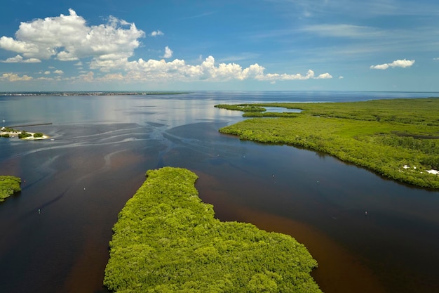 Vue de dessus des Everglades de Floride avec une végétation verte entre les entrées d'eau de mer Habitat naturel de nombreuses espèces tropicales dans les zones humides