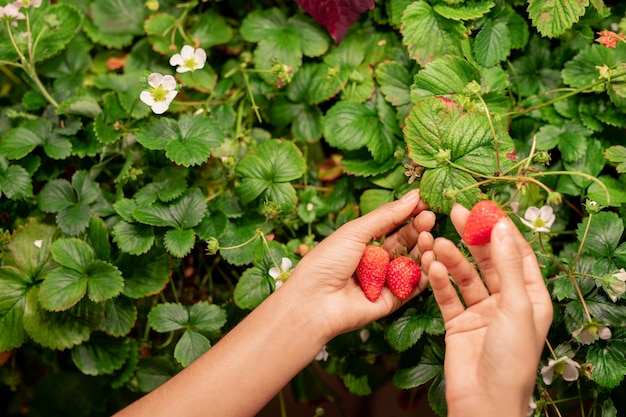 Vue de dessus d'une femme méconnaissable récolte des fraises mûres dans le jardin