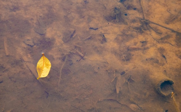 Vue de dessus d'une feuille jaune sur l'eau sale de la rivière avec espace de copie