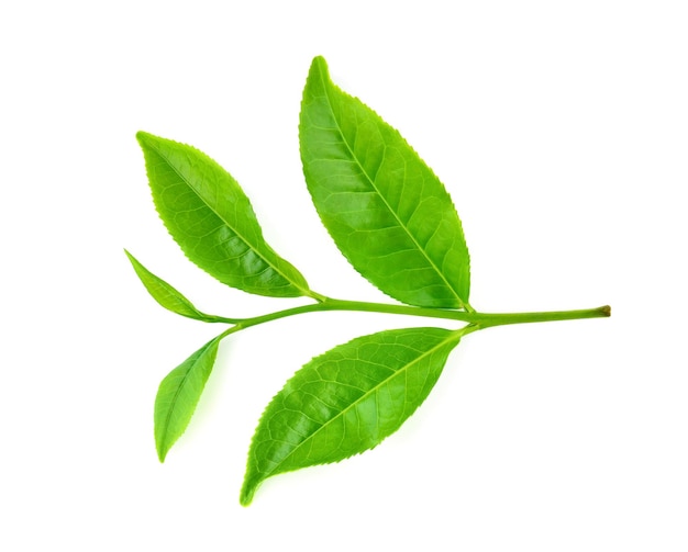 Vue de dessus de la feuille de thé vert isolé sur fond blanc