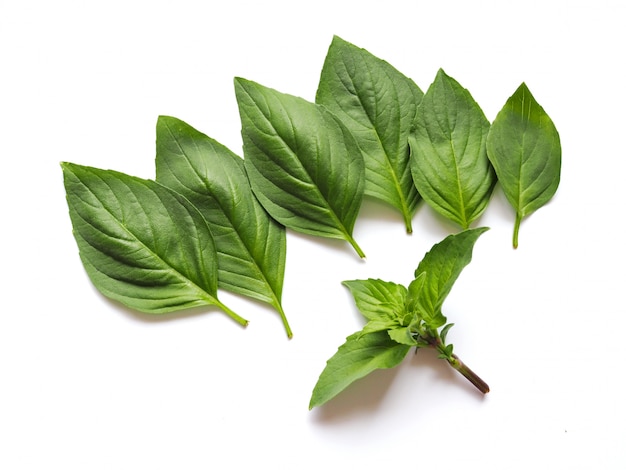 Vue de dessus des feuilles de basilic frais isolé sur mur blanc.