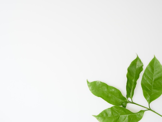 Vue de dessus de feuilles de café vert frais